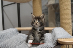 Surya-maine-coon-mn0922(1)-10008