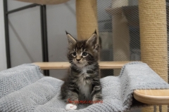 Surya-maine-coon-mn0922(1)-10009