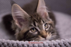 Surya-maine-coon-mn0922(1)-10012