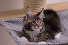 Surya-maine-coon-mn0922(1)-10013