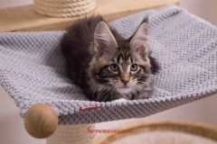 Surya-maine-coon-mn0922(1)-10015