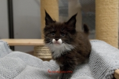 Surya-maine-coon-mn09(1)-10009