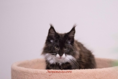 Surya-maine-coon-mn09(1)-10011