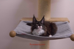 Surya-maine-coon-mn09(1)-10012