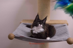 Surya-maine-coon-mn09(1)-10013