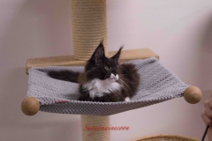 Surya-maine-coon-mn09(1)-10015