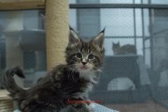 Surya-maine-coon-mn0922(3)-10006