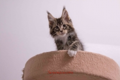 Surya-maine-coon-mn0922(3)-10009