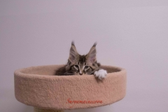 Surya-maine-coon-mn0922(3)-10010