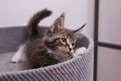 Surya-maine-coon-mn0922(3)-10011