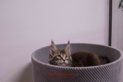 Surya-maine-coon-mn0922(3)-10012