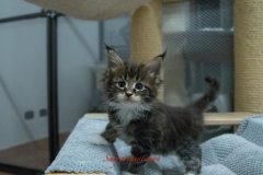 Surya-maine-coon-fn0922(1)-10005