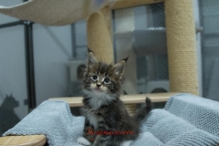 Surya-maine-coon-fn0922(1)-10006