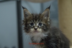 Surya-maine-coon-fn0922(1)-10008