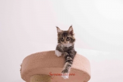 Surya-maine-coon-fn0922(1)-10011