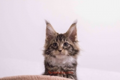 Surya-maine-coon-fn0922(1)-10013