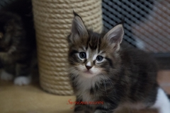 Surya-maine-coon-fn0922(2)-10007