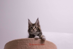 Surya-maine-coon-fn0922(2)-10010