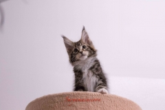 Surya-maine-coon-fn0922(2)-10011