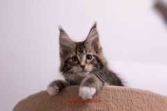 Surya-maine-coon-fn0922(2)-10012