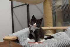 Surya-maine-coon-fn09(2)-10009