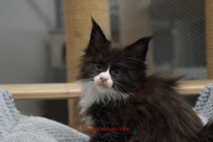 Surya-maine-coon-fn09(1)-10007