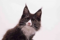 Surya-maine-coon-fn09(1)-10014