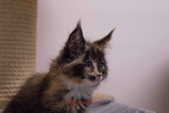 Allevamento Surya Maine Coon - Vaprio d'Adda (MI)