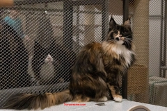 Allevamento Surya Maine Coon - Vaprio d'Adda (MI)