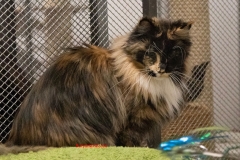 Allevamento Surya Maine Coon - Vaprio d'Adda (MI)