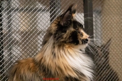 Allevamento Surya Maine Coon - Vaprio d'Adda (MI)