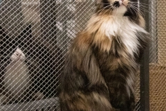 Allevamento Surya Maine Coon - Vaprio d'Adda (MI)