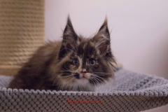 Allevamento Surya Maine Coon - Vaprio d'Adda (MI)