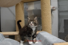 Surya-maine-coon-mn0922(2)-10008