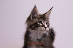 Surya-maine-coon-mn0922(2)-10009