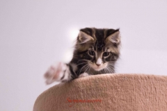 Surya-maine-coon-mn0922(2)-10010