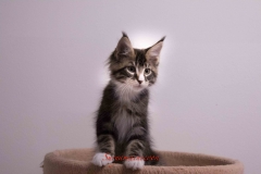 Surya-maine-coon-mn0922(2)-10011