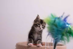 Surya-maine-coon-mn0922(2)-10012