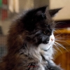 Surya Maine Coon