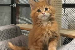 Allevamento Surya Maine Coon Vaprio d'Adda (MI)