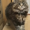 Allevamento Surya Maine Coon Vaprio D'Adda (MI)