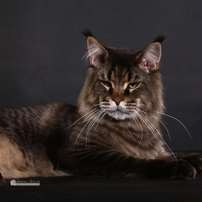 Allevamento Surya Maine Coon - Vaprio d'Adda (MI)