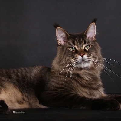 Allevamento Surya Maine Coon - Vaprio d'Adda (MI)