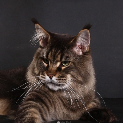 Allevamento Surya Maine Coon - Vaprio d'Adda (MI)