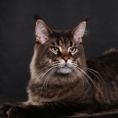 Allevamento Surya Maine Coon - Vaprio d'Adda (MI)