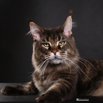 Allevamento Surya Maine Coon - Vaprio d'Adda (MI)