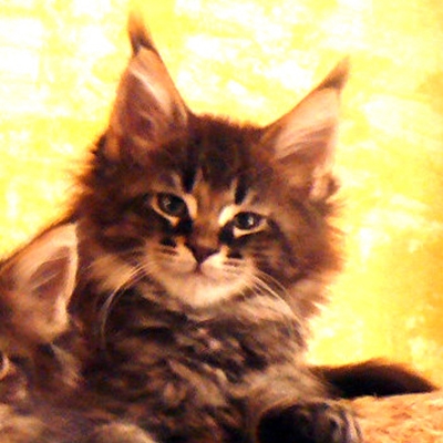 Allevamento Surya Maine Coon - Vaprio d'Adda (MI)