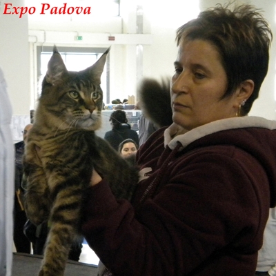 Allevamento Surya Maine Coon - Vaprio d'Adda (MI)