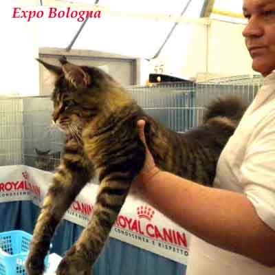 Allevamento Surya Maine Coon - Vaprio d'Adda (MI)