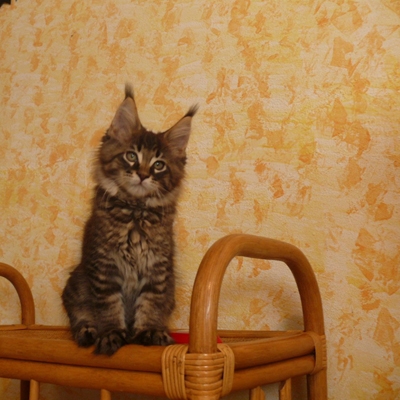 Allevamento Surya Maine Coon - Vaprio d'Adda (MI)